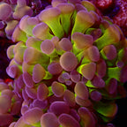 Euphyllia parancora - Fat Head Gunzo Branching Hammer Coral