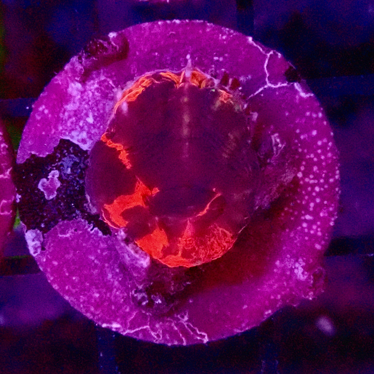 Ultra mini Scolymia