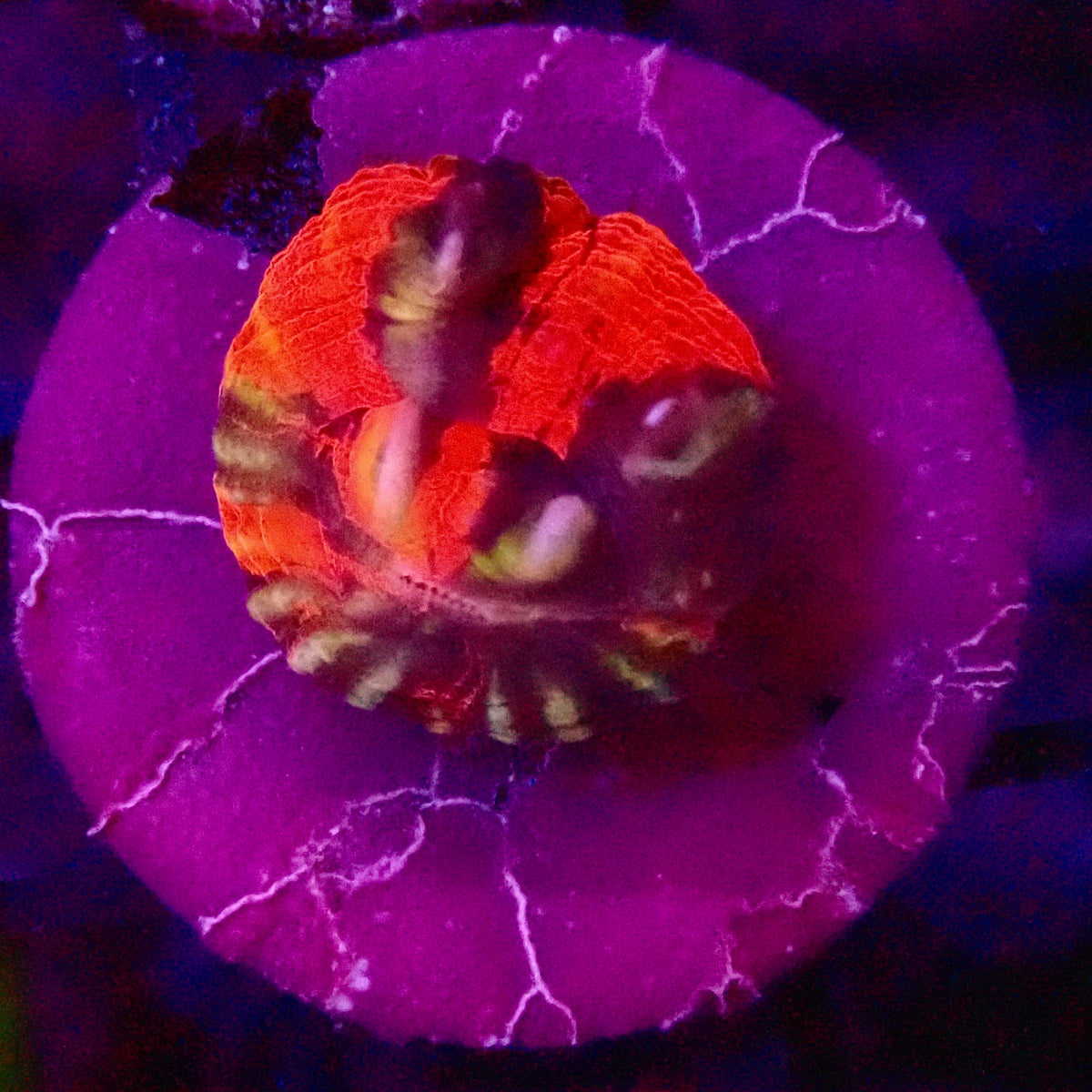 Ultra mini Scolymia