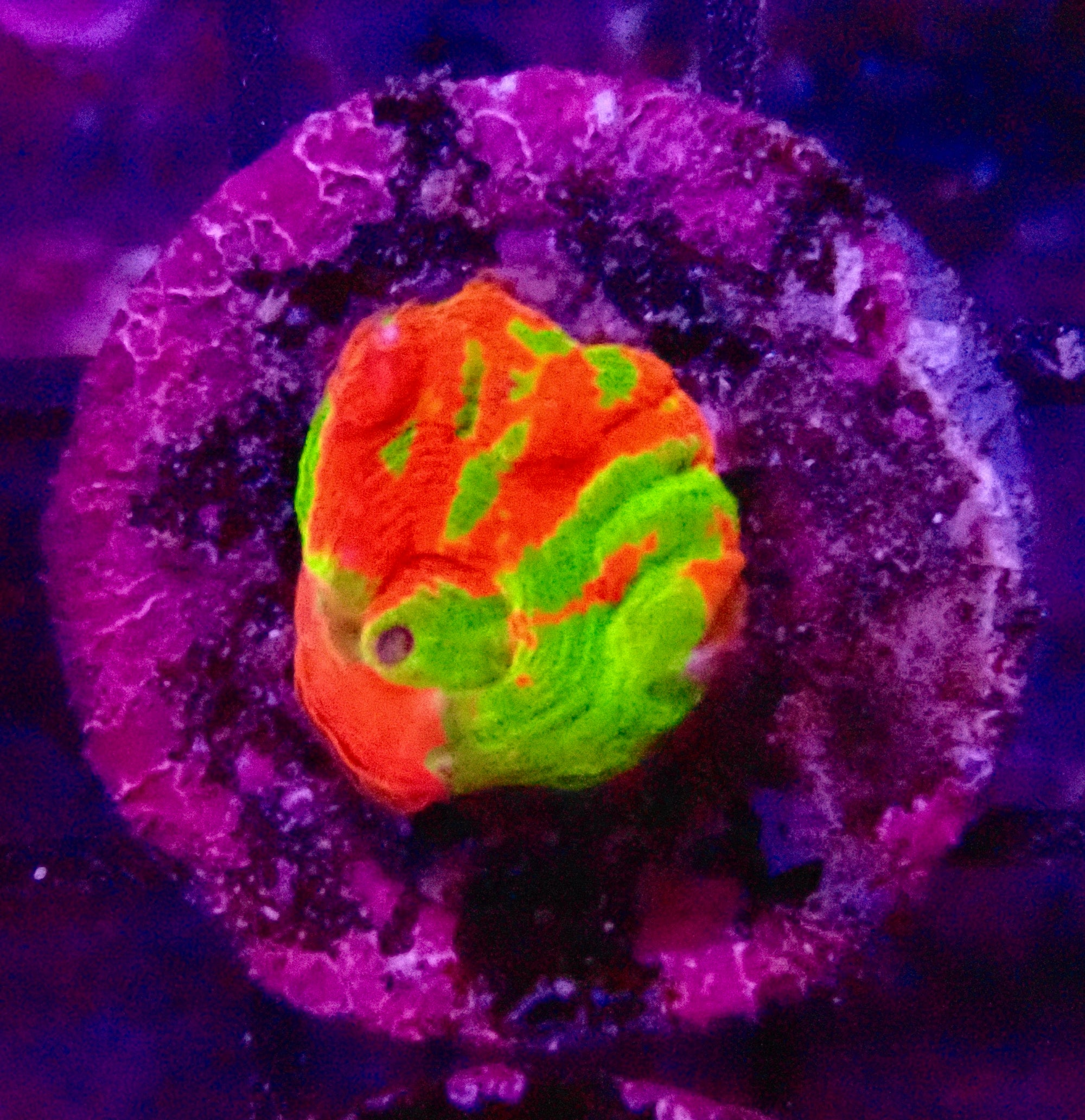 Ultra mini Scolymia
