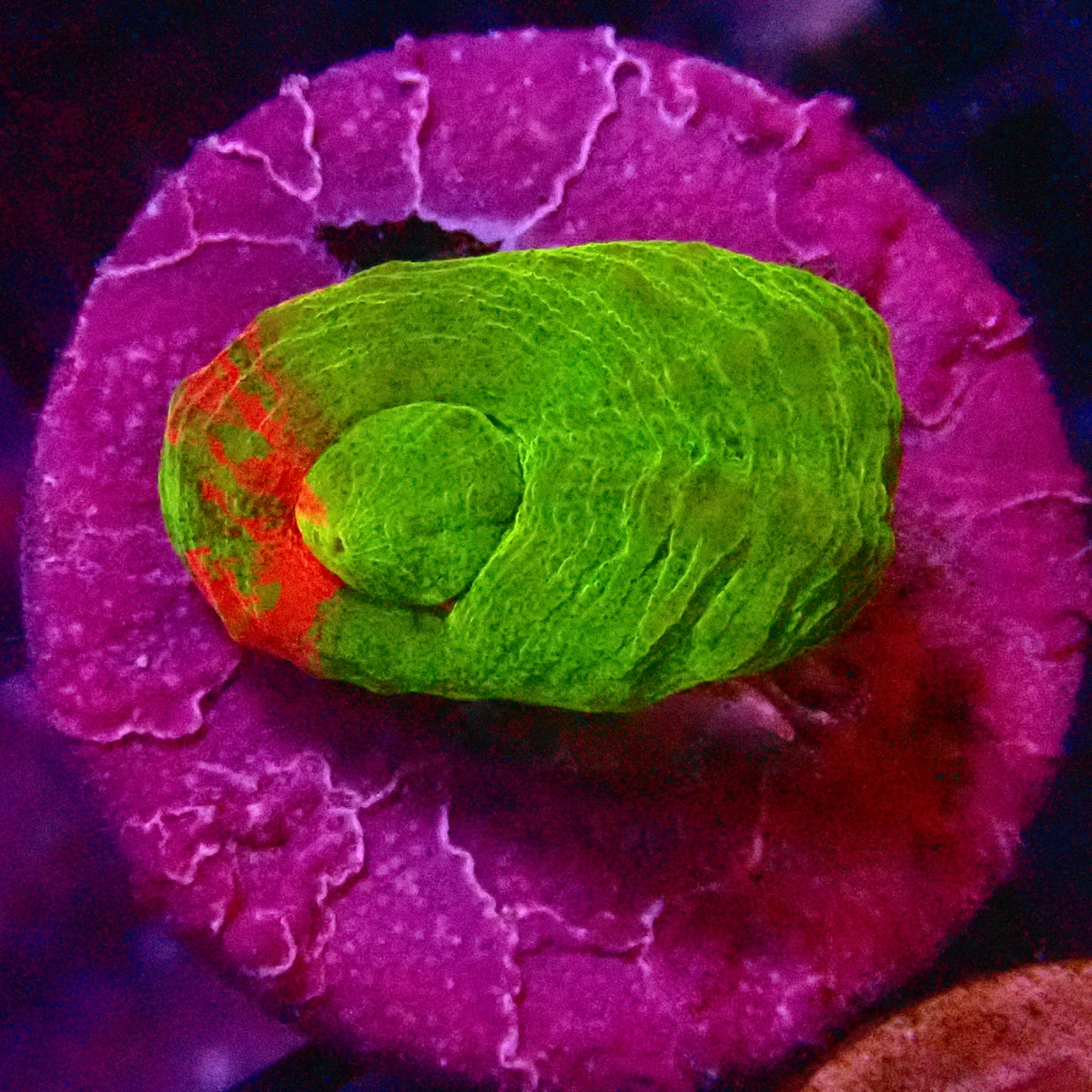 Ultra mini Scolymia