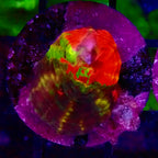 Ultra mini Scolymia