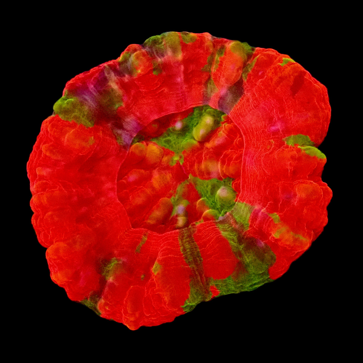 Scolymia Reverse Bleeding Apple