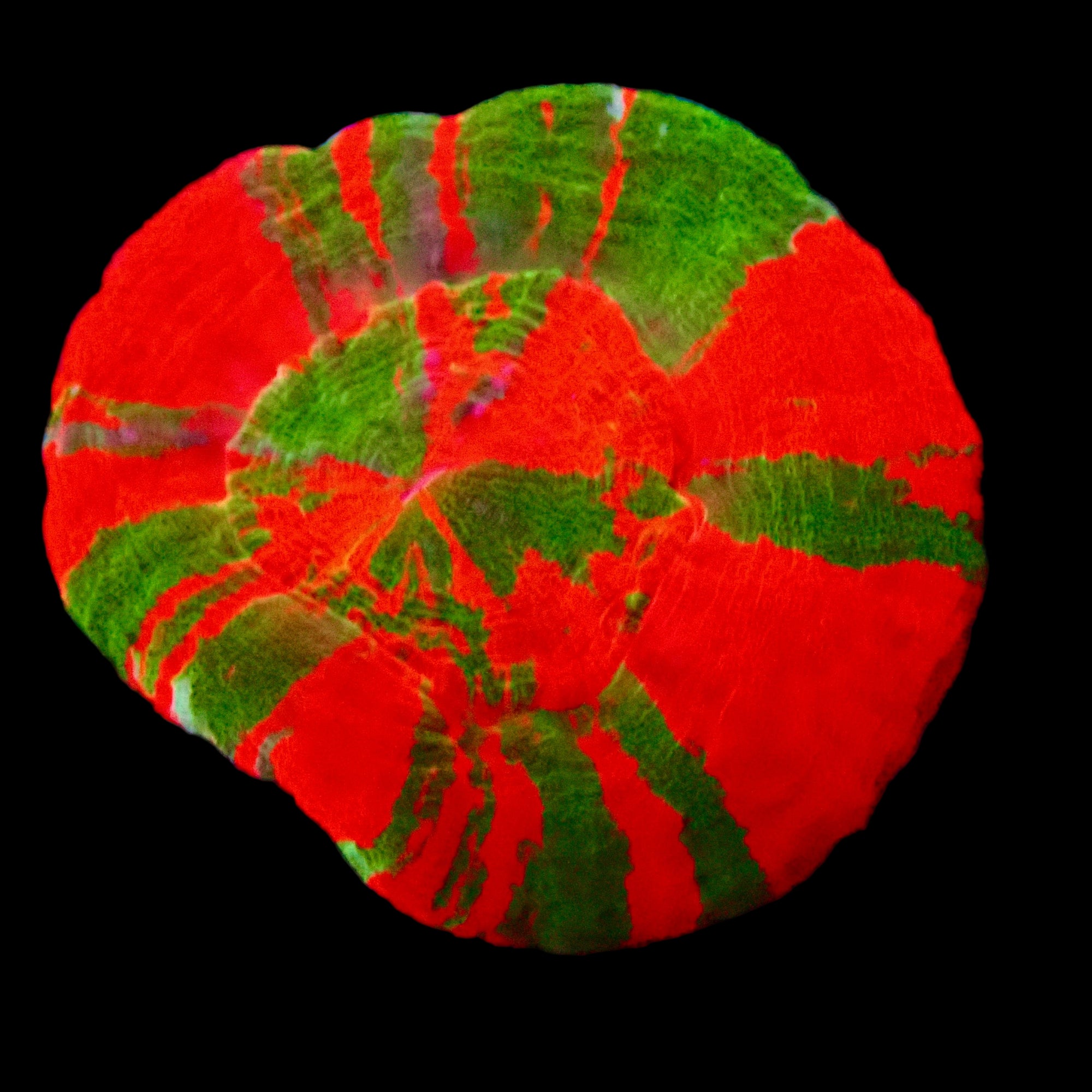 Scolymia Reverse Bleeding Apple