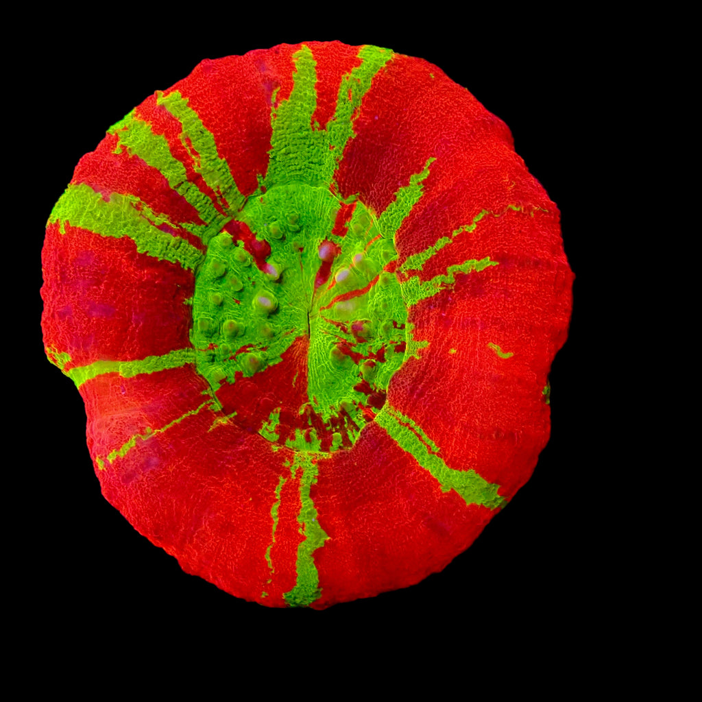 Scolymia Reverse Bleeding Apple