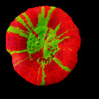 Scolymia Reverse Bleeding Apple