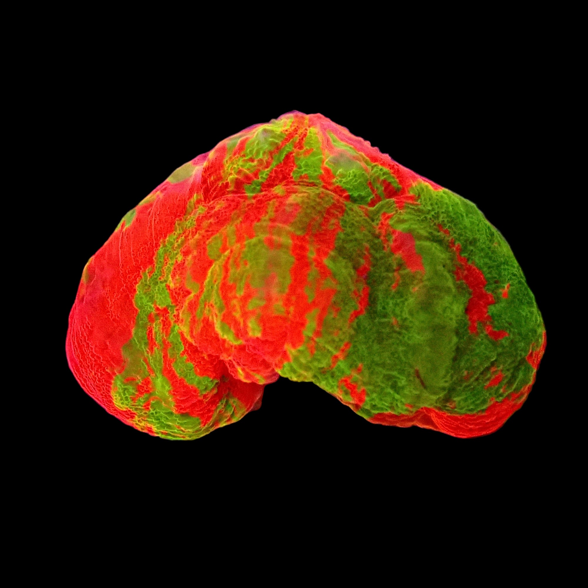 Mini Scolymia - Reverse Bleeding