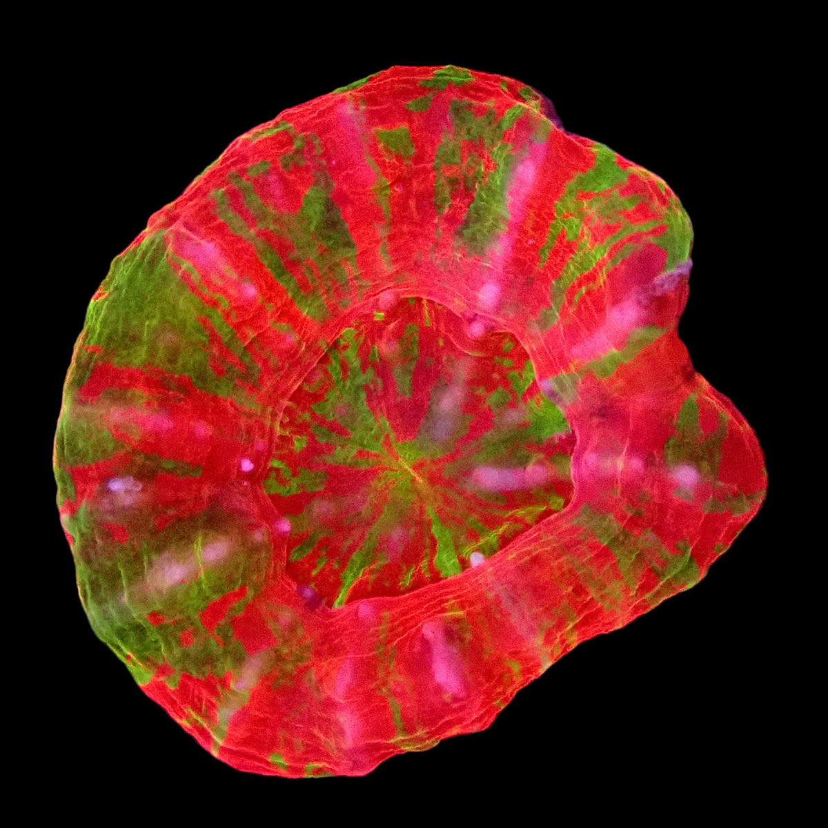 Mini Scolymia - Reverse Bleeding