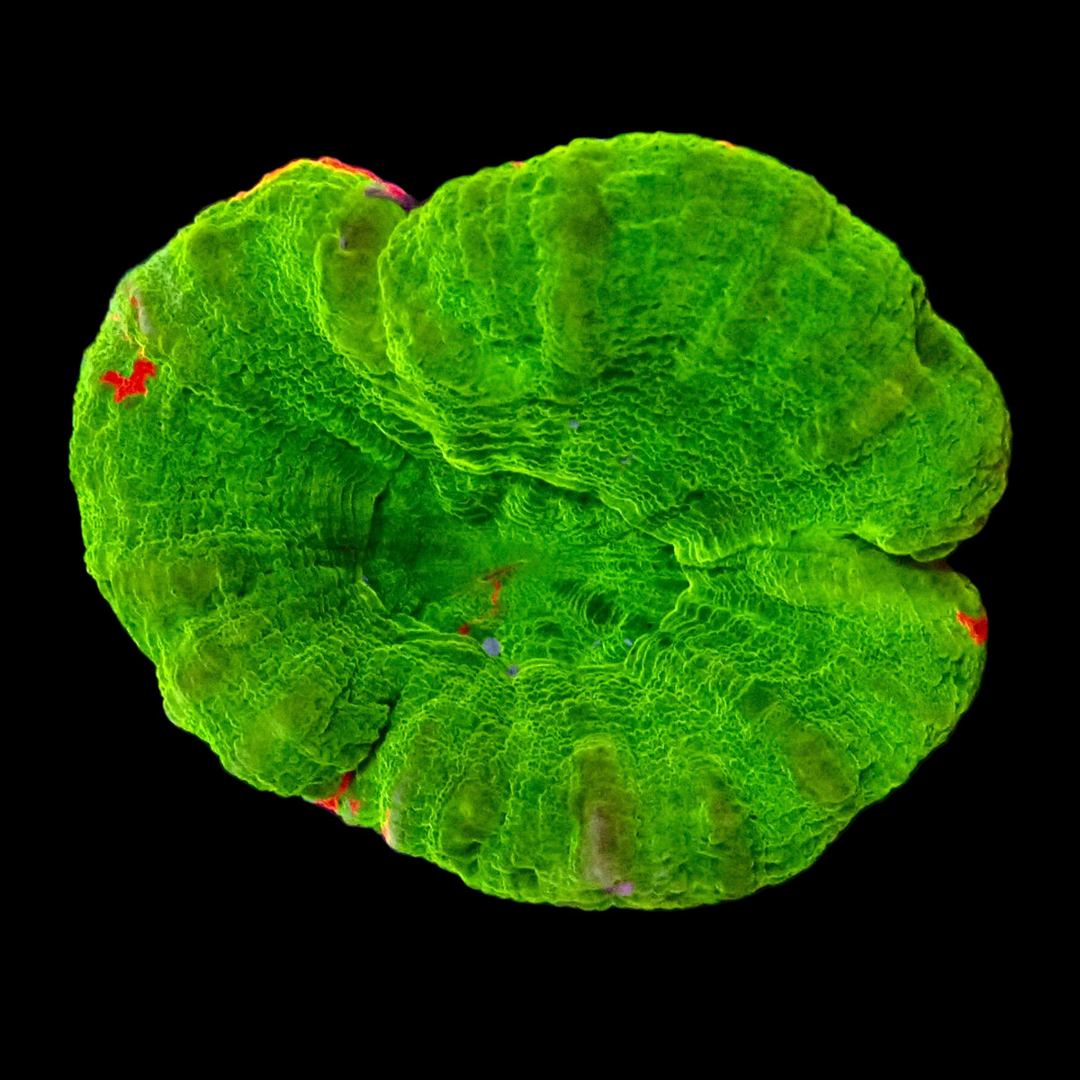 Scolymia Vert Fluo - Corail LPS Premium | ReefSolution