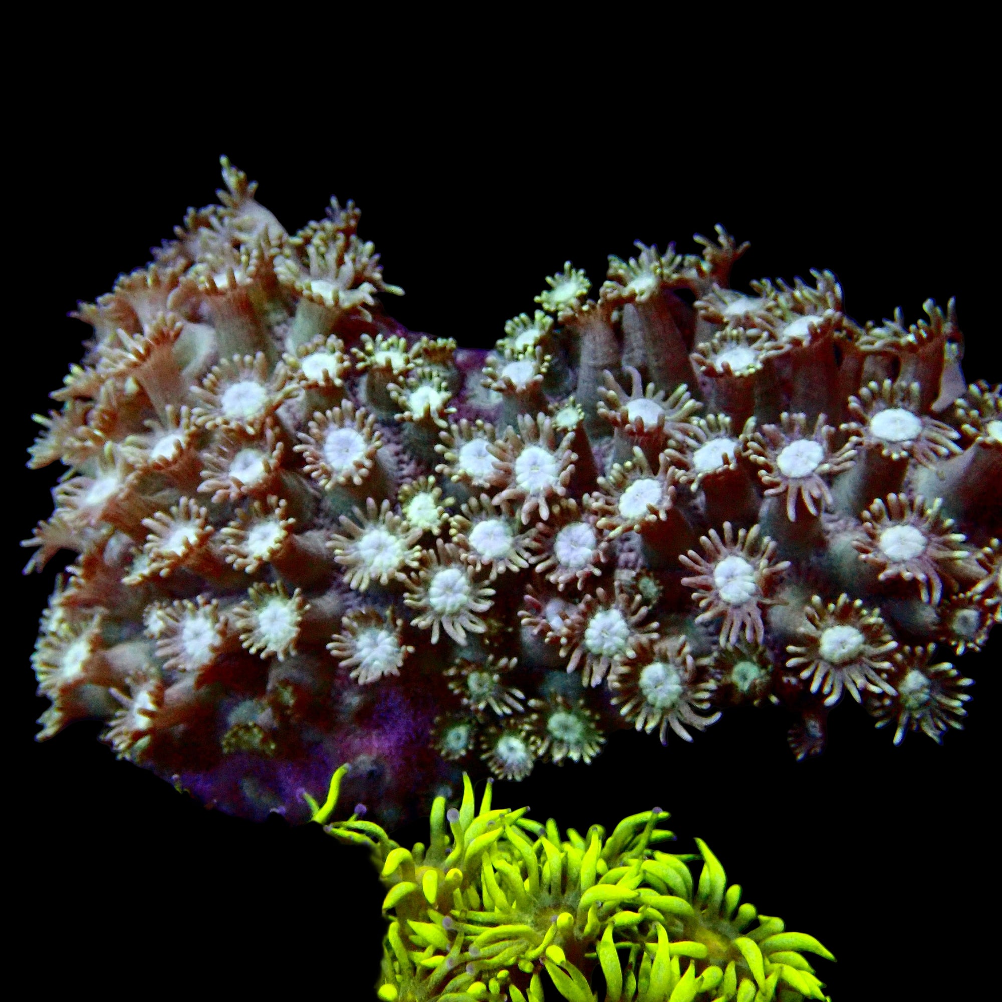 Goniopora Small Colony