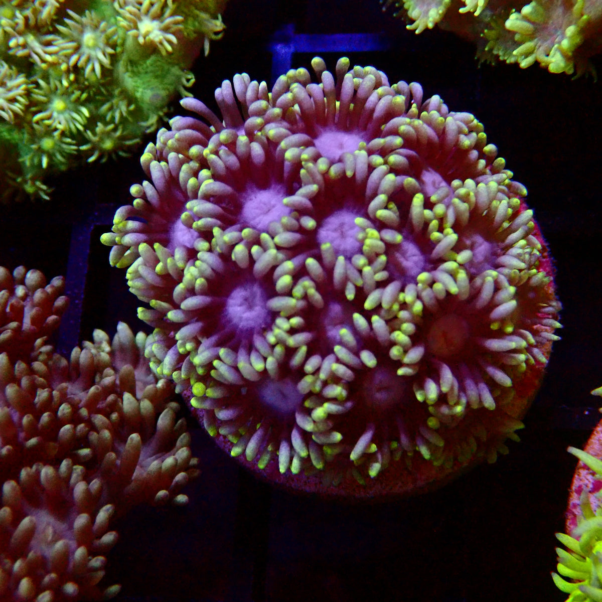 Ultra Goniopora