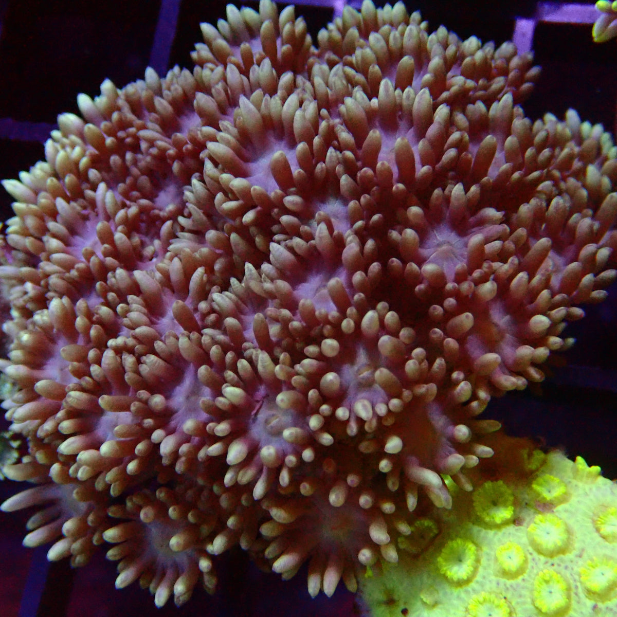 Alveopora Ultra
