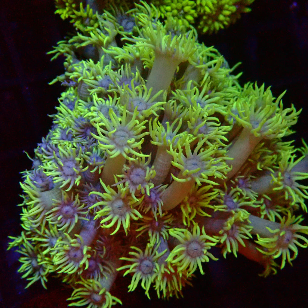 Goniopora Frag