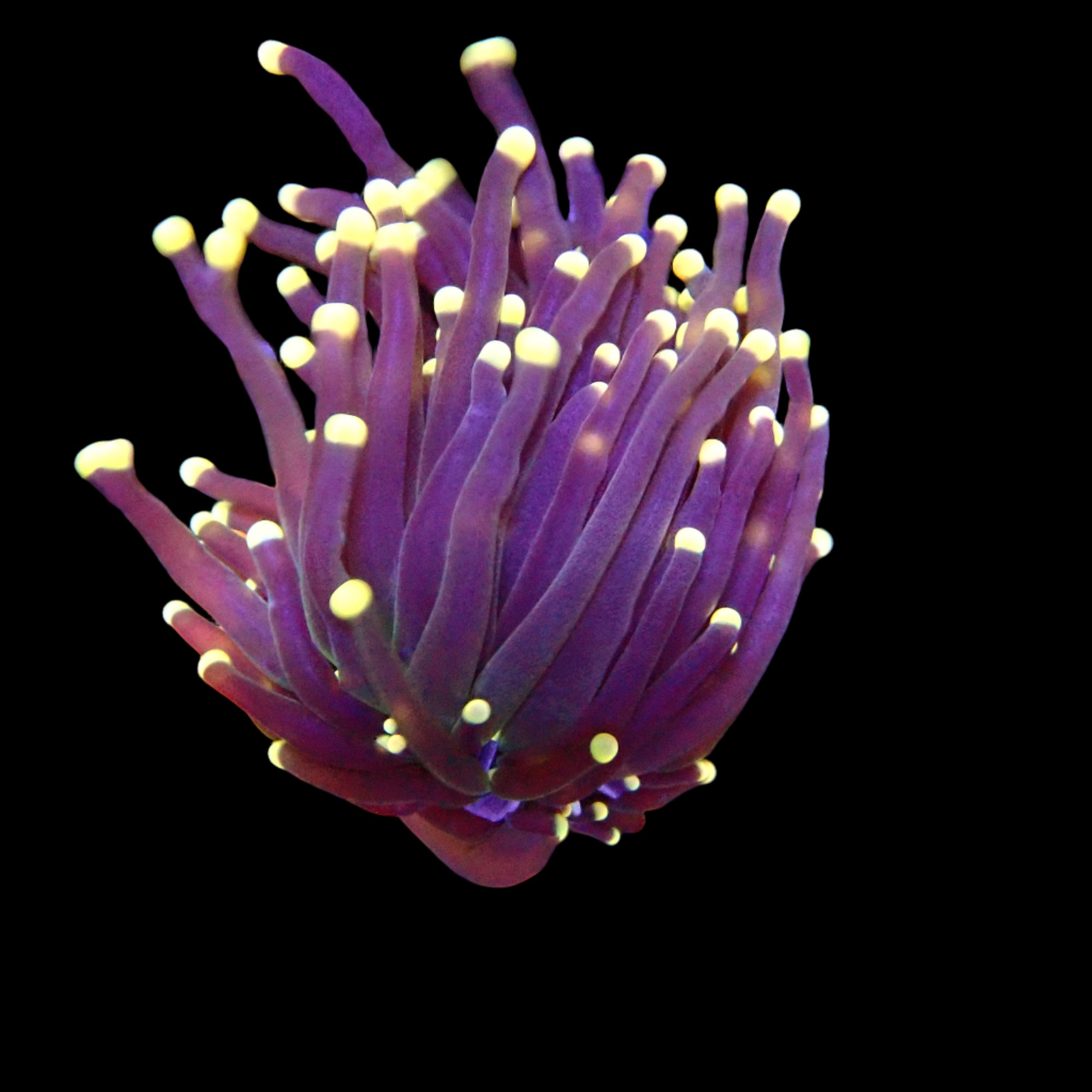 Torch Coral Cream tip