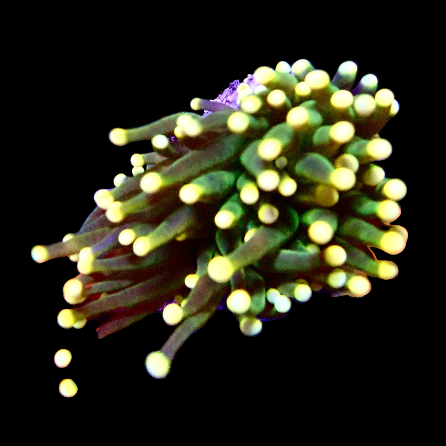 Torch Coral Green Cream tip