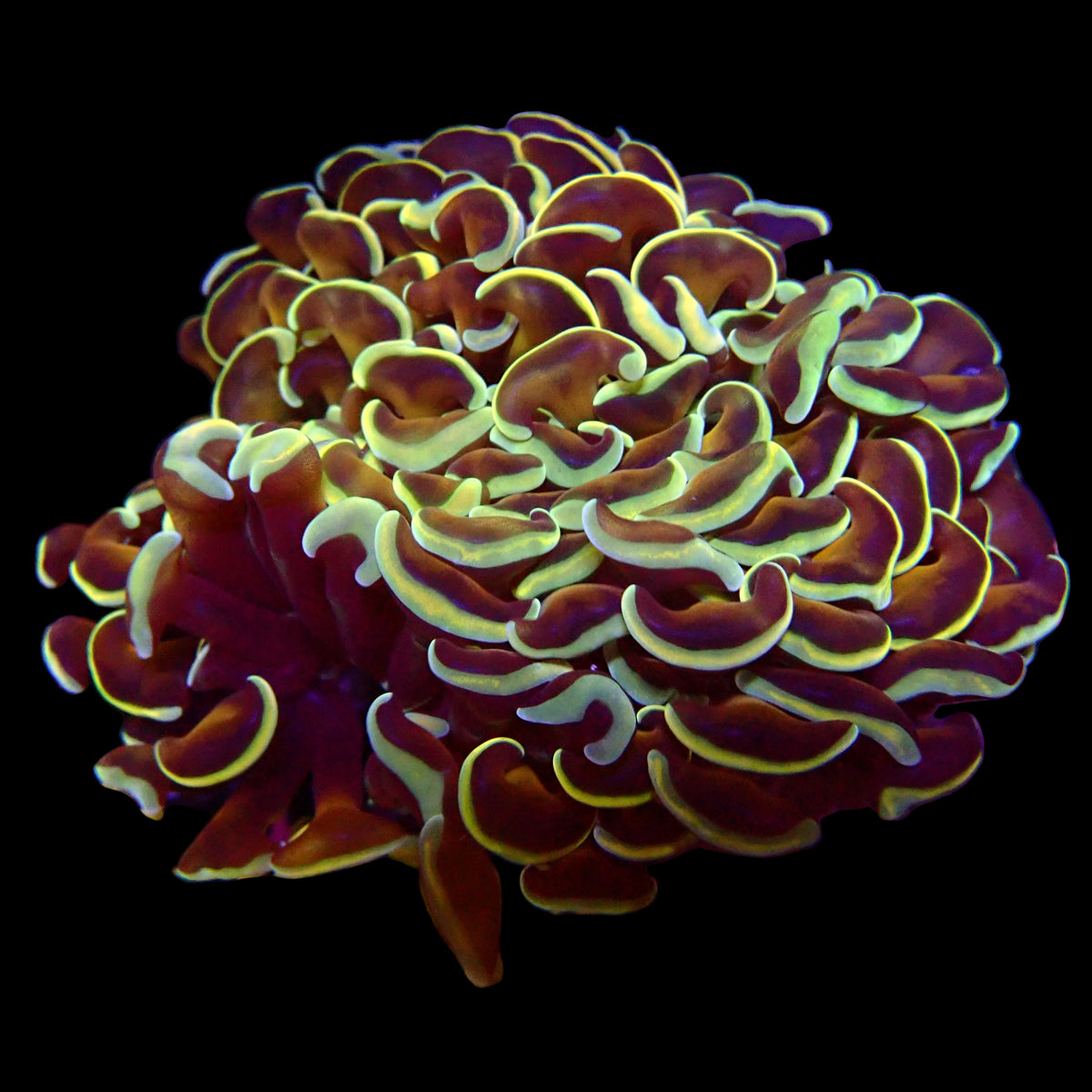 Wall Hammer Colony Copper Gold