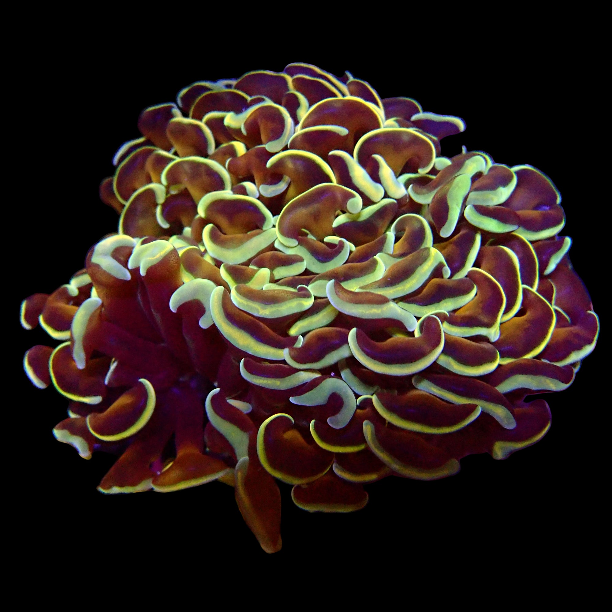 Wall Hammer Colony Copper Gold