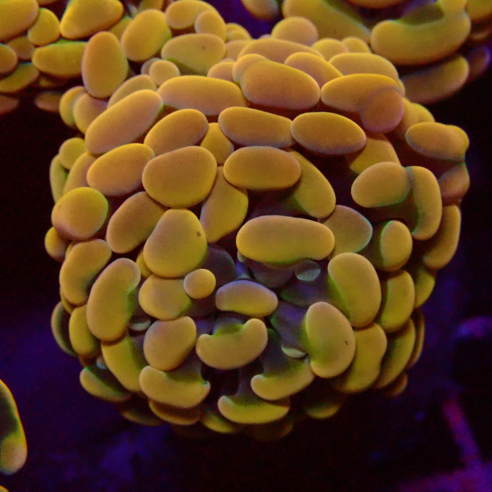 Orange Rainbow Branching Hammer par tête