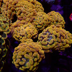 Orange Rainbow Branching Hammer par tête