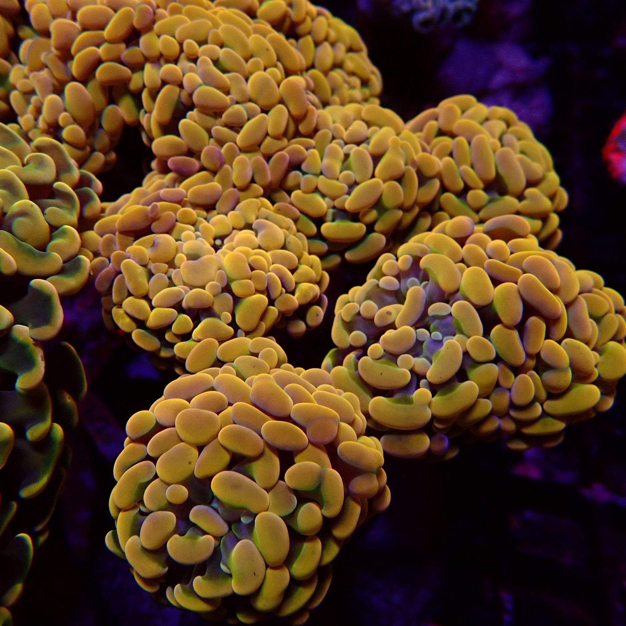 Orange Rainbow Branching Hammer par tête