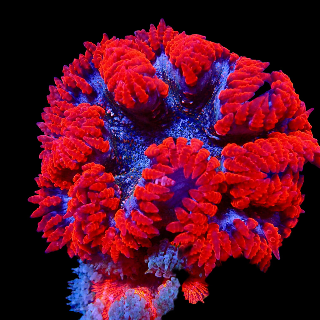 Ultra Rock Flower Anemone - Phymanthus crucifer | Anémone Colorée et Facile à Maintenir en Aquarium Récifal