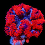 Ultra Rock Flower Anemone - Rouge et Bleu