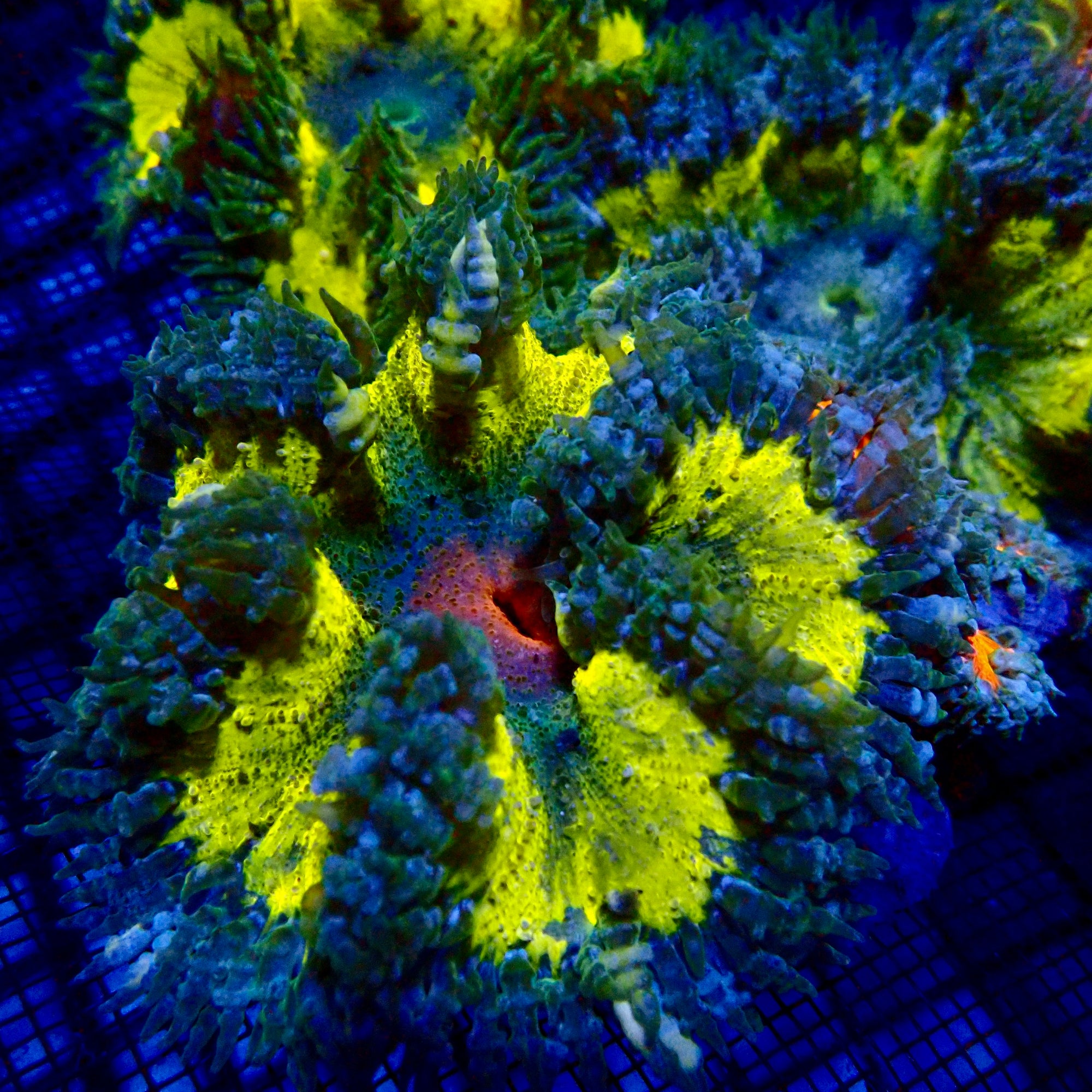 Ultra Rock Flower Anemone - Jaune et Bleu