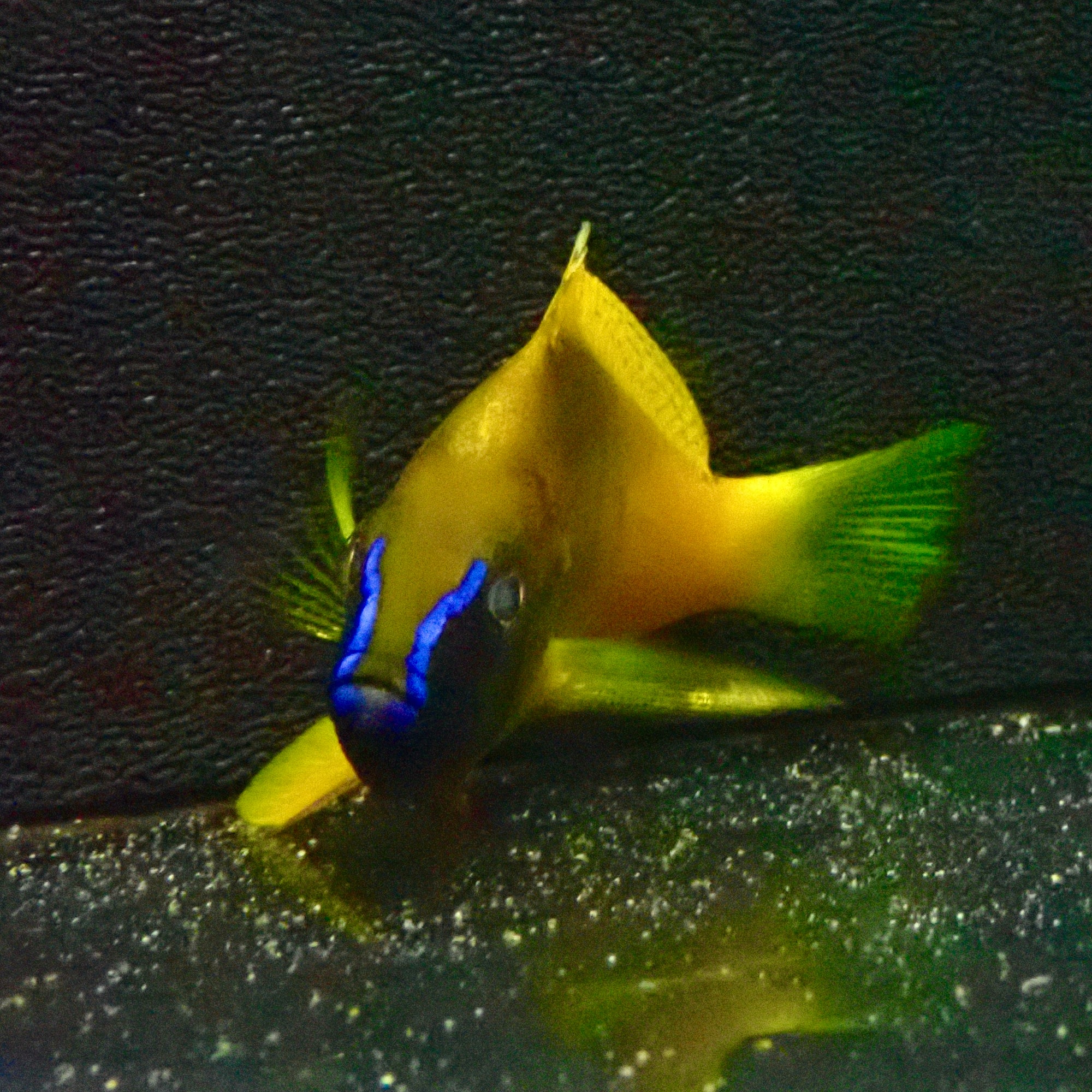 Hypoplectrus Gummigutta - Gold Hamlet Premium