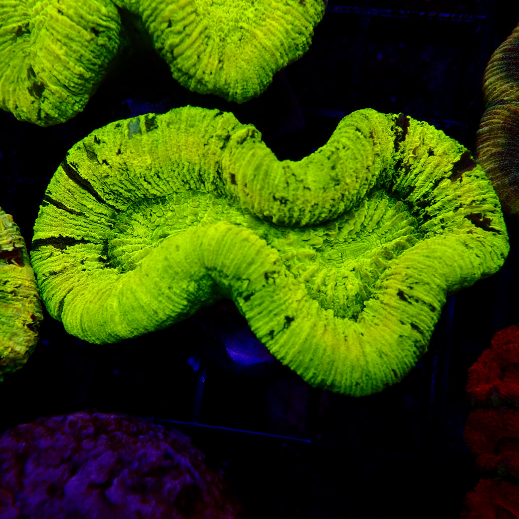 Trachyphyllia Assortie Verte Multi - Corail Cerveau LPS Premium
