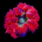 Ultra Rock Flower Anemone - Rouge