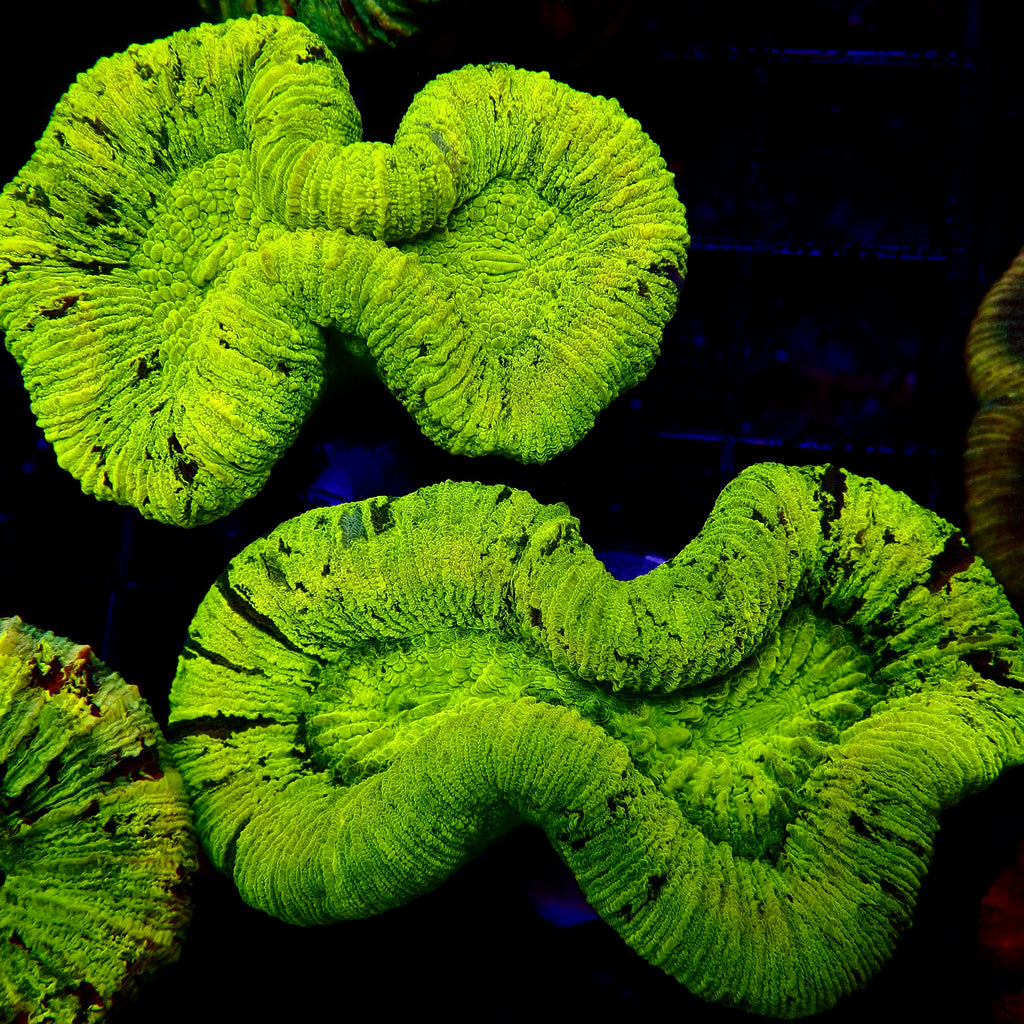 Trachyphyllia Assortie Verte Multi - Corail Cerveau LPS Premium