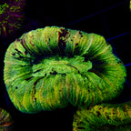 Trachyphyllia Assortie Verte Multi - Corail Cerveau LPS Premium