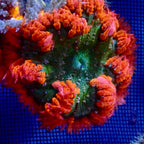 Rock Flower Anemone - Orange et vert
