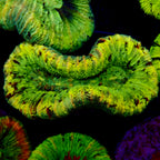 Trachyphyllia Assortie Verte Multi - Corail Cerveau LPS Premium