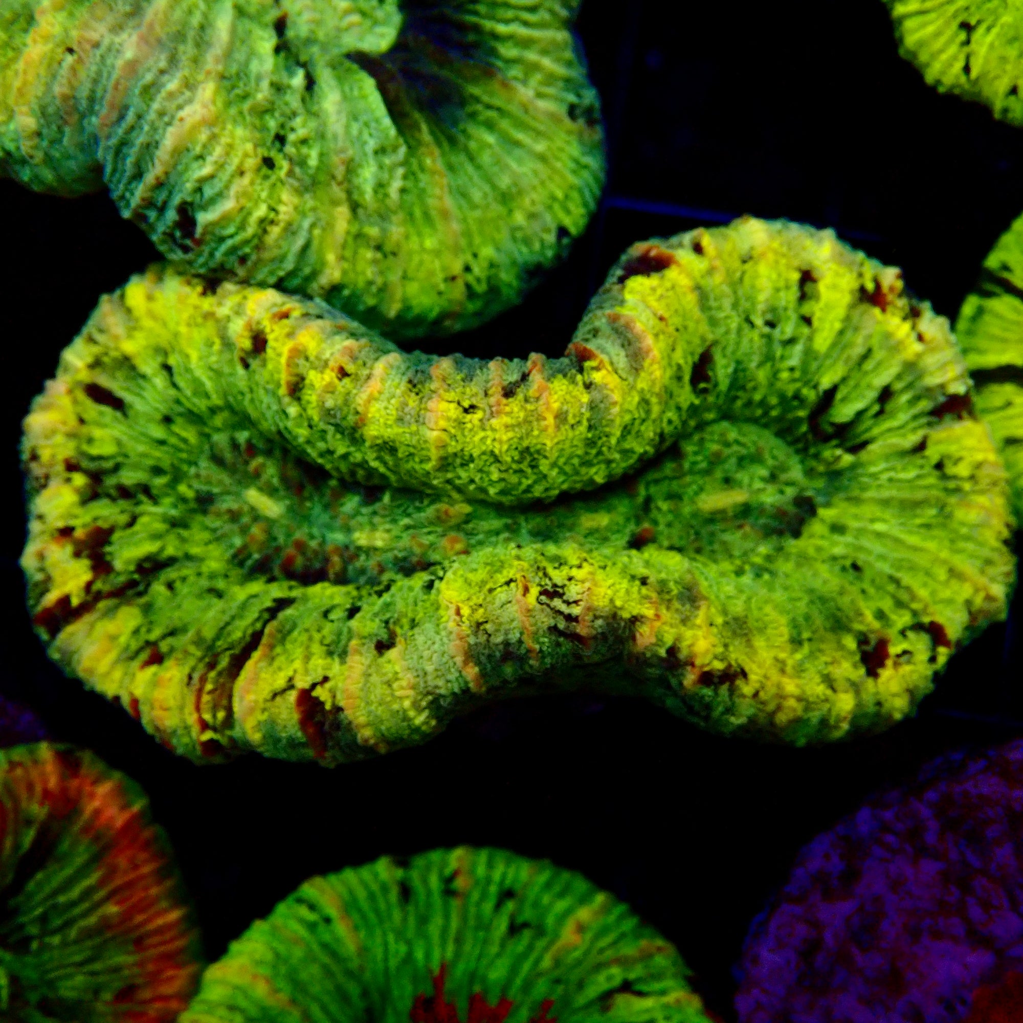 Trachyphyllia Assorted Green Multi - Coral Brain LPS Premium