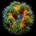 Ultra Rock Flower Anemone - Green & Orange