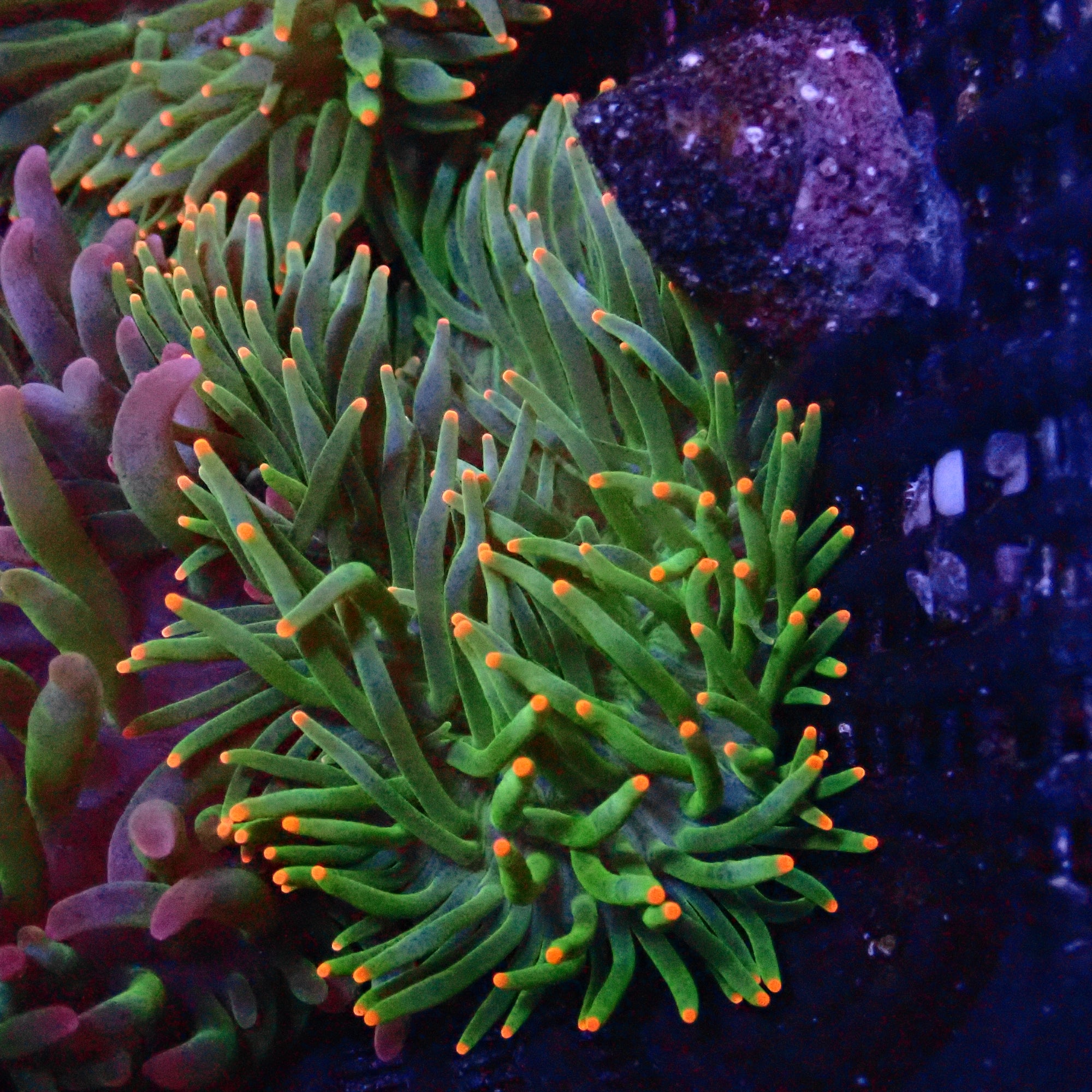 Anémone à Pointes Orange