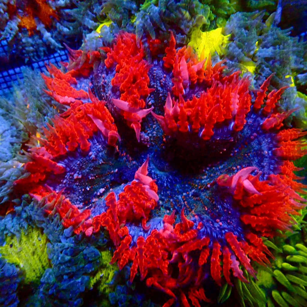 Ultra Rock Flower Anemone - Phymanthus crucifer | Anémone Colorée et Facile à Maintenir en Aquarium Récifal