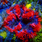 Ultra Rock Flower Anemone - Rouge et Bleu