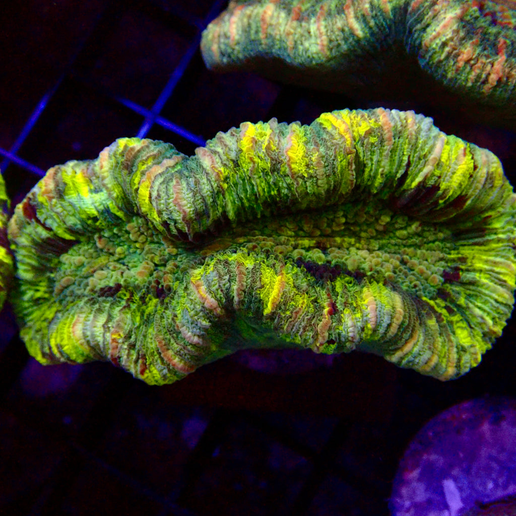 Trachyphyllia Assortie Verte Multi - Corail Cerveau LPS Premium