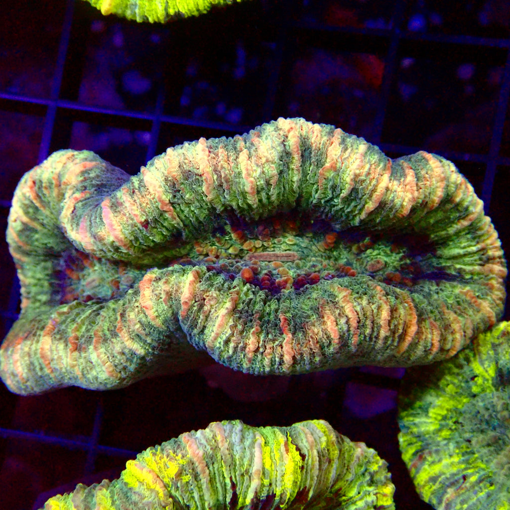 Trachyphyllia Assortie Verte Multi - Corail Cerveau LPS Premium