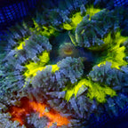 Ultra Rock Flower Anemone - Jaune et Bleu