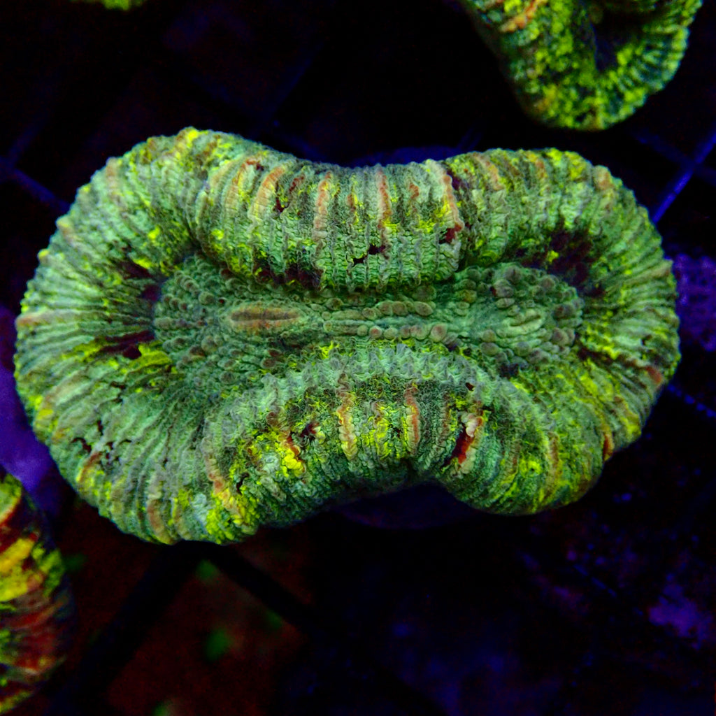 Trachyphyllia Assortie Verte Multi - Corail Cerveau LPS Premium