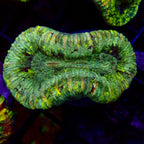 Trachyphyllia Assortie Verte Multi - Corail Cerveau LPS Premium