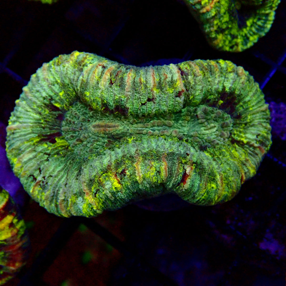 Trachyphyllia Assortie Verte Multi - Corail Cerveau LPS Premium