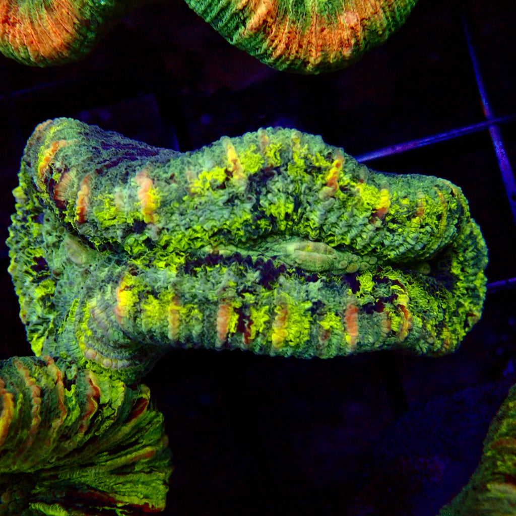 Trachyphyllia Assortie Verte Multi - Corail Cerveau LPS Premium