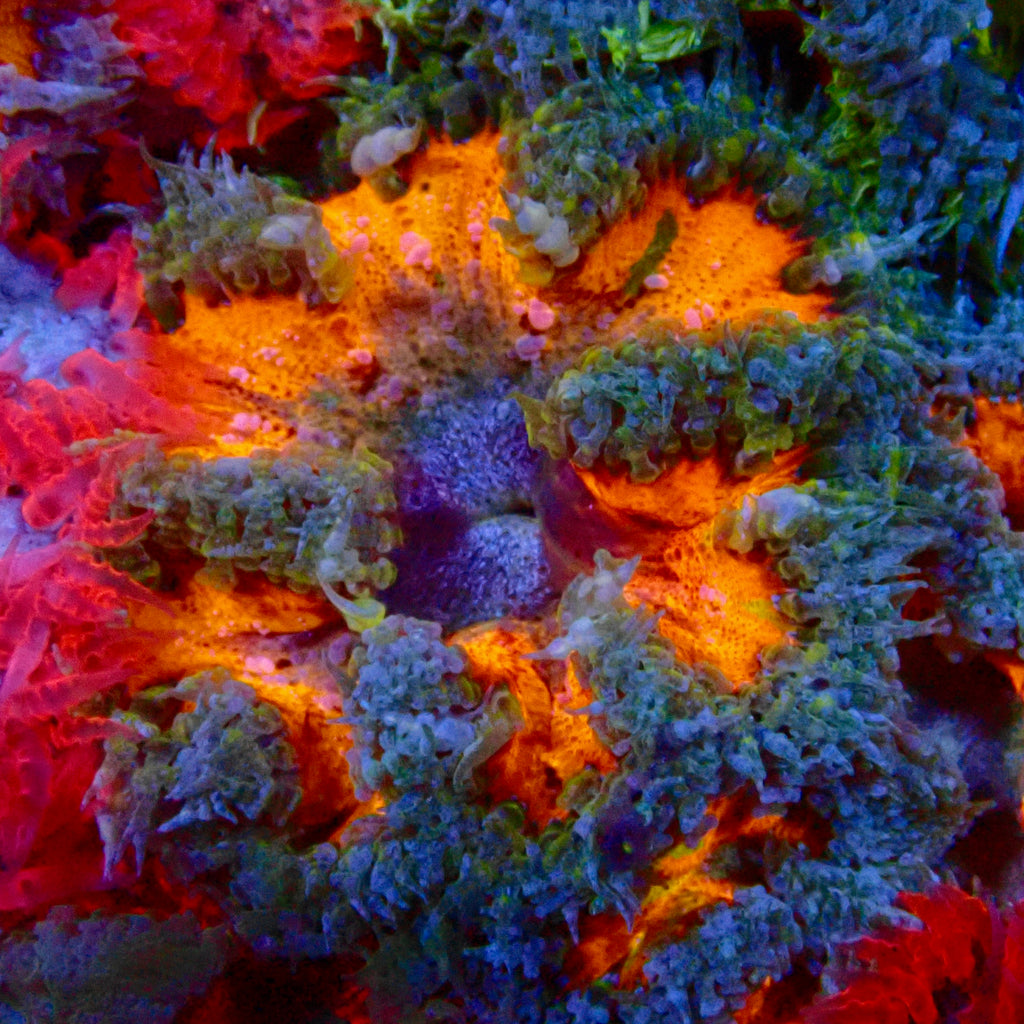 Ultra Rock Flower Anemone - Phymanthus crucifer | Anémone Colorée et Facile à Maintenir en Aquarium Récifal