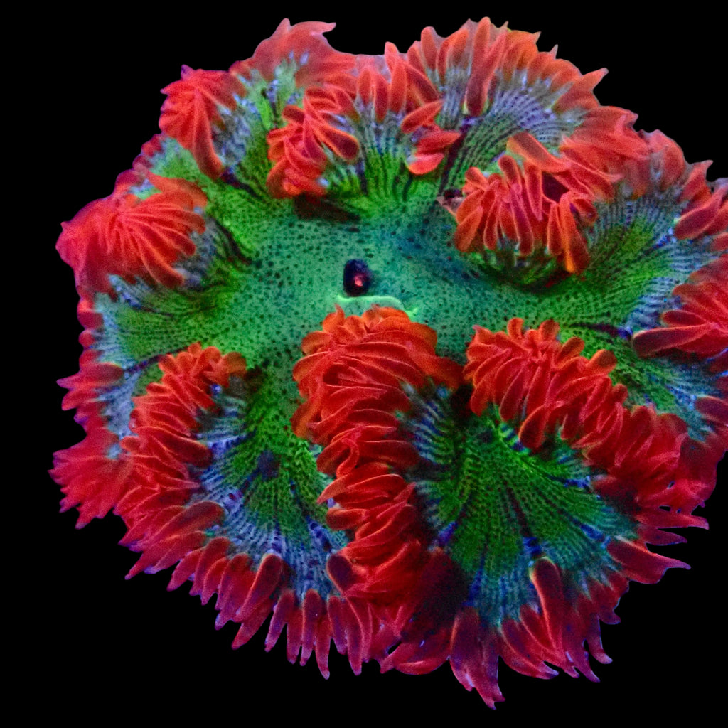 Ultra Rock Flower Anemone - Phymanthus crucifer | Anémone Colorée et Facile à Maintenir en Aquarium Récifal