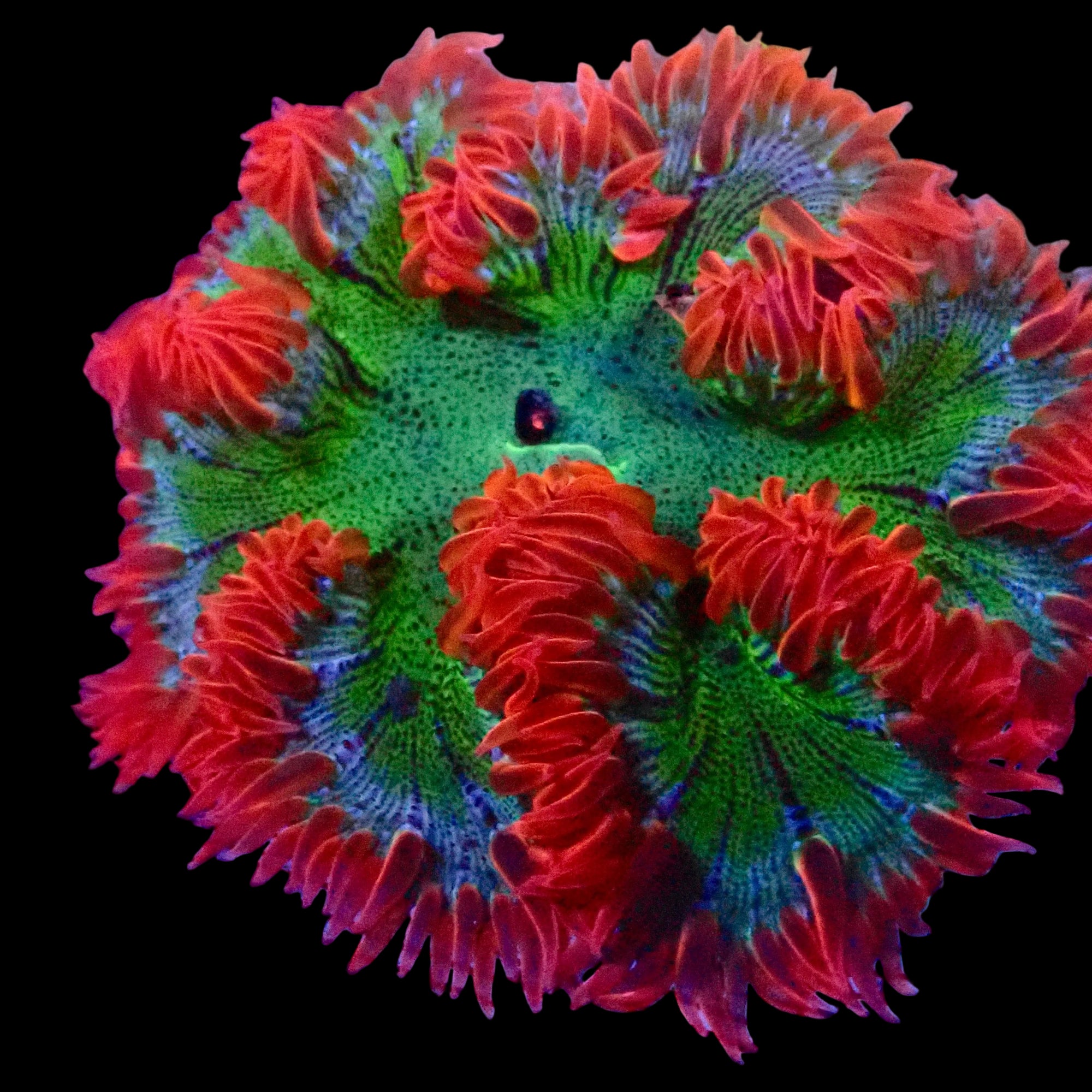 Ultra Rock Flower Anemone - Phymanthus crucifer | Anémone Colorée et Facile à Maintenir en Aquarium Récifal