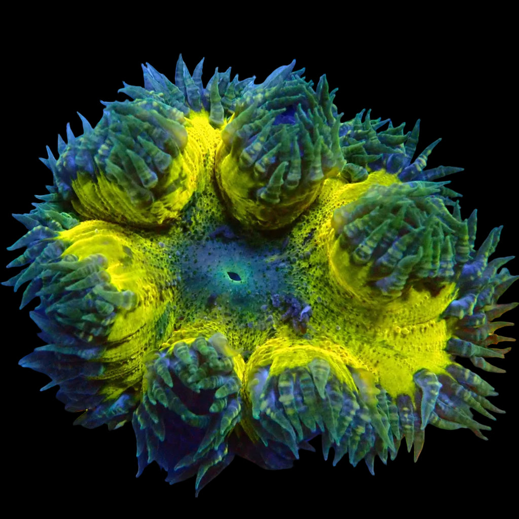 Ultra Rock Flower Anemone - Jaune et Bleu